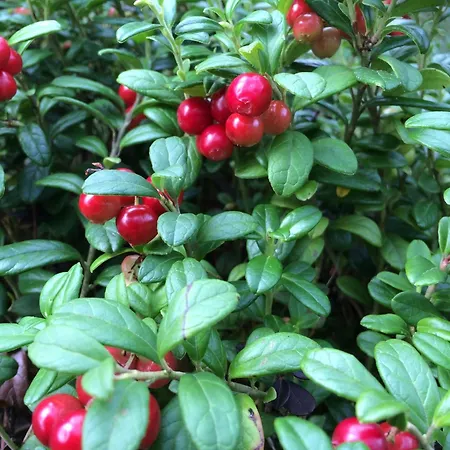 Vaeinoelae, Tilaa Rauhoittua Villa