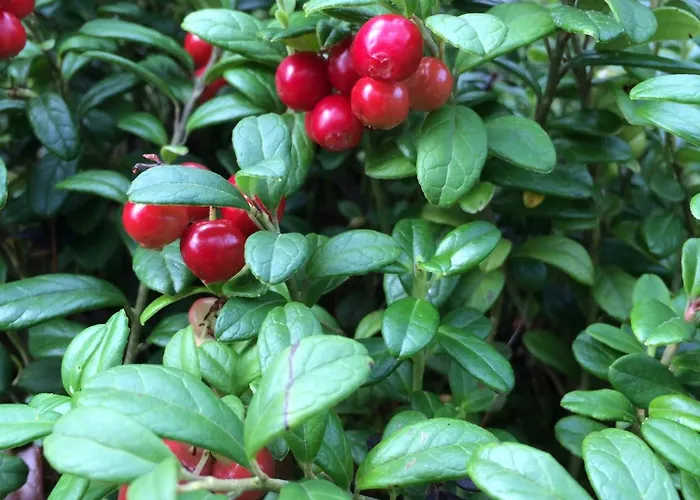 Vaeinoelae, Tilaa Rauhoittua Βίλα